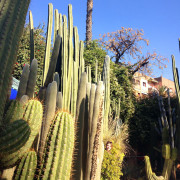 Kaktusagardur Marrakech